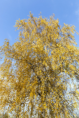 Image showing Yellowed leaves of birch