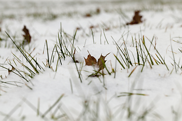 Image showing After snowfall