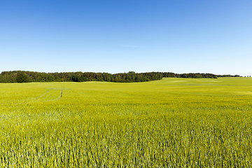 Image showing An agricultural field with a crop