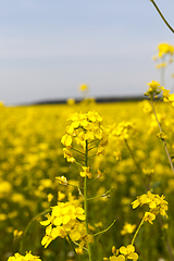 Image showing Blooming canola
