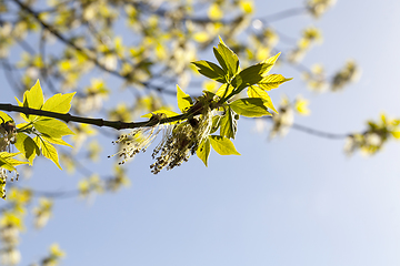 Image showing blooming maple