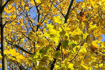 Image showing colorful maple leaves