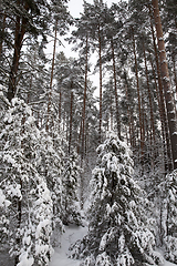 Image showing Trees under the snow