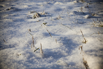 Image showing After snowfall