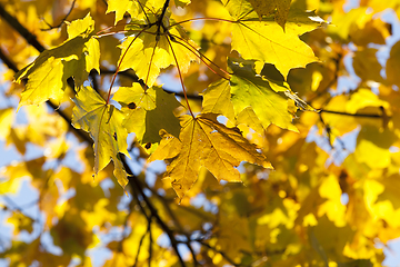 Image showing colorful maple leaves