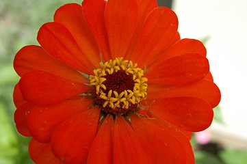 Image showing Red Flower