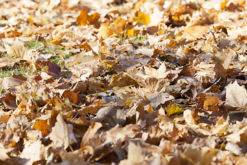 Image showing fallen leaves on the ground