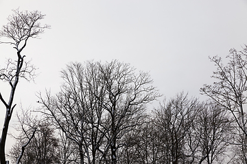 Image showing the tops of trees in the fog