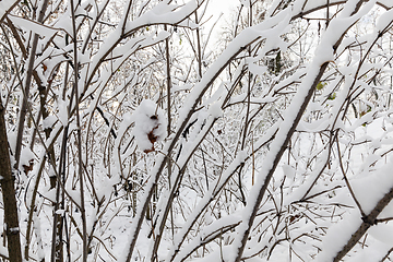 Image showing trees covered with snow