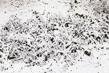 Image showing snow-covered branches of a bush close up