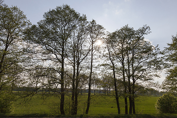 Image showing Trees along the road