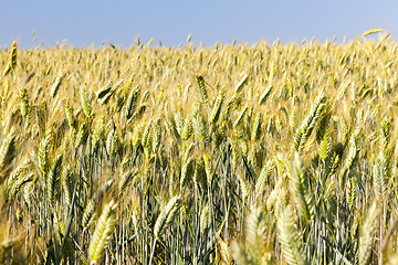 Image showing mature yellowed grass