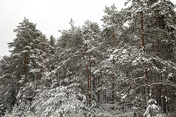 Image showing Pine in the forest