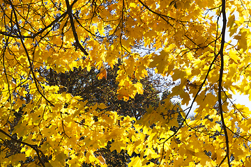 Image showing Yellow Maple nostalgia