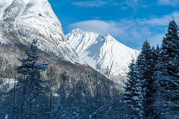 Image showing snowy mountain peak above the forest