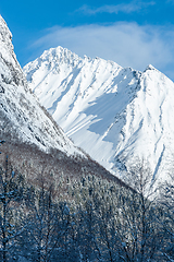Image showing snowy mountain peak above the forest