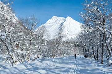 Image showing ski track in the forest towards the Vassdal peak