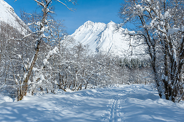 Image showing ski track in the forest towards the Vassdal peak