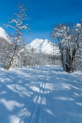Image showing ski track in the forest towards the Vassdal peak