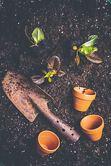 Image showing Seedlings of lettice prepared for planting into fertile soil