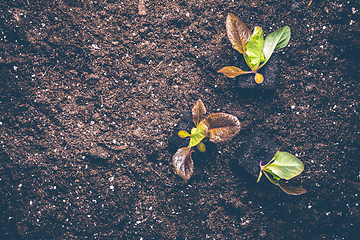 Image showing Seedlings of lettice prepared for planting into fertile soil