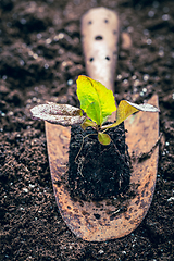 Image showing Seedlings of lettice prepared for planting into fertile soil