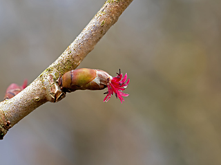 Image showing Hazel Flower Female 