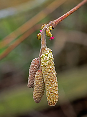 Image showing Male and Female Hazel Flowers