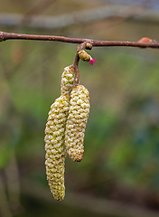 Image showing Hazel Male Catkin Flowers and Female Flower