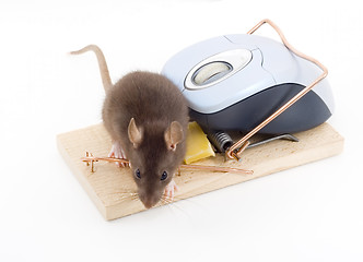 Image showing Clever Mouse