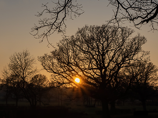 Image showing Sunset Through Trees