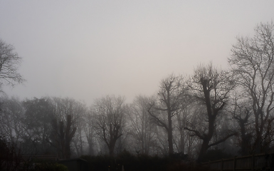 Image showing Winter Trees in Mist 