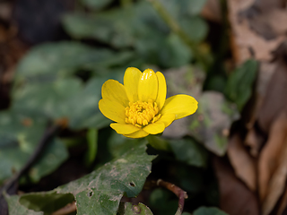 Image showing Lesser Celandine in English Woodland