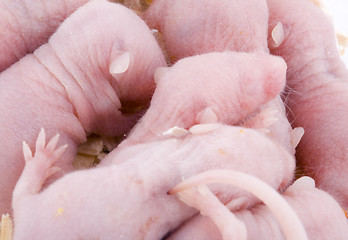 Image showing Baby Mice