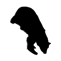 Image showing Polar Bear Silhouette