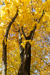 Image showing maple trunk