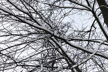 Image showing Branches of a tree in the snow