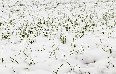 Image showing wheat sprouts in the snow