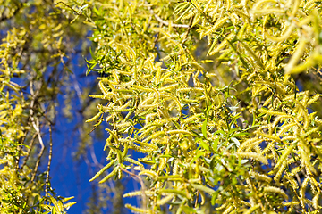 Image showing long green branches of willow