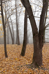 Image showing late autumn in the park