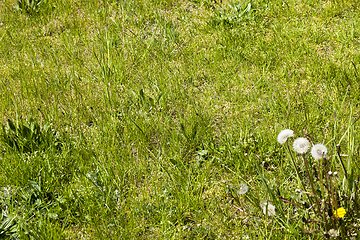 Image showing Green grass and vegetation