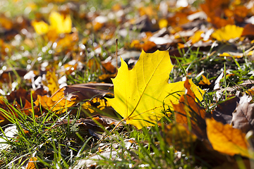 Image showing Beautiful autumn foliage