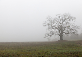 Image showing Oak without foliage