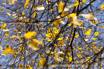 Image showing beautiful yellow foliage