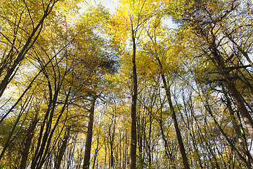 Image showing Autumn park