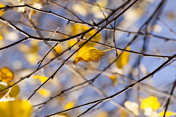 Image showing beautiful yellow foliage