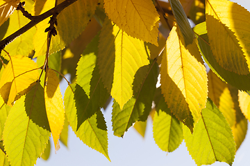 Image showing color of the foliage of trees