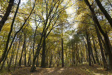 Image showing Autumn park