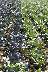 Image showing The agricultural field