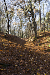 Image showing Hilly terrain with deciduous maple trees